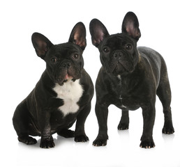 litter mates