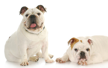 two bulldog puppies