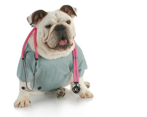 veterinary care