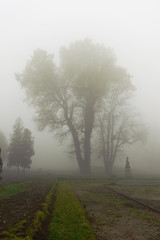 Tree in a fog.