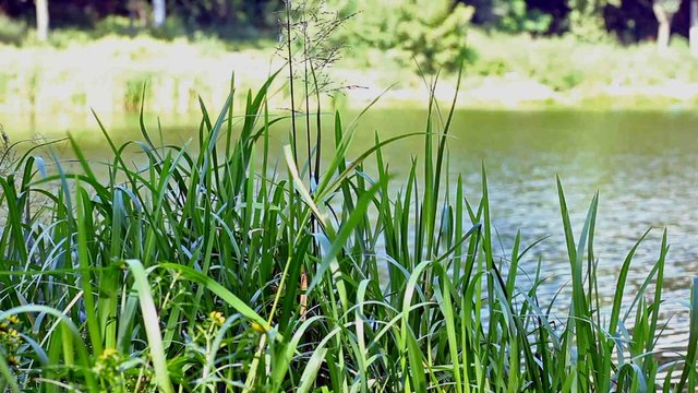 Lake with a cane on forward плане.Slide shot