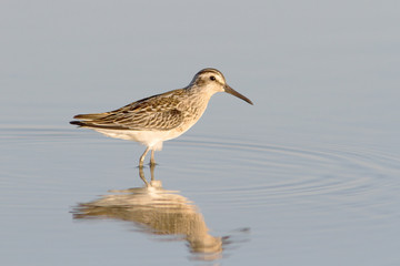 broad-billed sandpiper / Limicola falcinellus