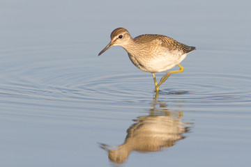 Wood Sandpiper in water with reflection / Tringa glareola