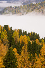 nebbia tra i boschi in autunno