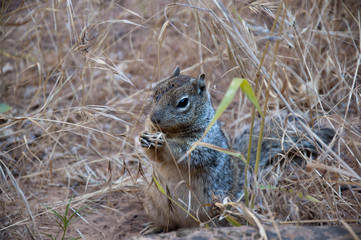 Squirrel in Zion National Park in Utah USA