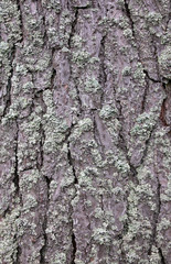 Pine Tree Bark