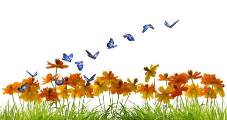 Papillons bleus virevoltant au-dessus de belles fleurs © imagika