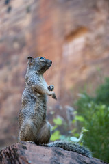 Naklejka na ściany i meble Squirrel in Zion National Park in Utah USA