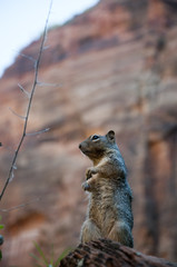 Squirrel in Zion National Park in Utah USA
