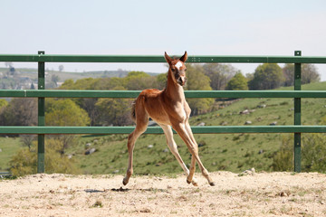 Poulain pur sang arabe - cheval - arabian horse