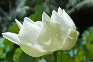 lotus blanc