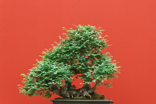 Zelkova bonsai, red background