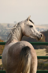 Cheval pur sang arabe - arabian horse