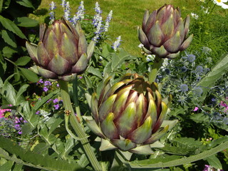 Obraz premium artichauts dans un jardin