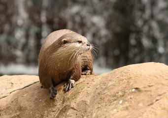 Portrait of a Oriental Short-Clawed Otter
