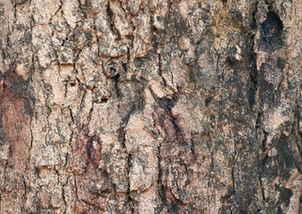 Bark texture
