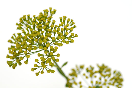 Inflorescence du bupl&egrave;vre ligneux
