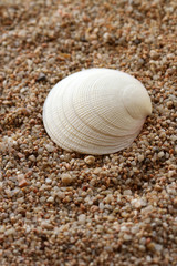 Seashell