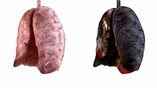 Healthy and rotten  lungs rotation. Loopable