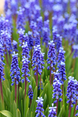 Fototapeta premium Grape hyacinth in spring