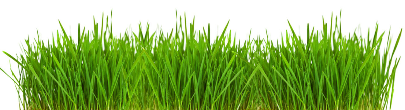 Grass borde