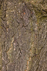 Wooden texture background