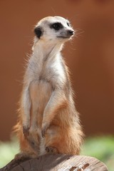 Meerkat or Suricate