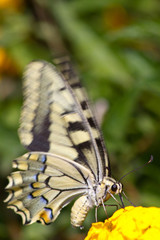 Butterfly feeding (motion blurred wings)