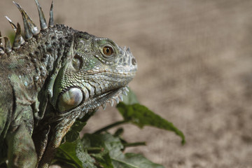 grüner Leguan
