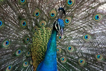 Obraz premium Peacock Display