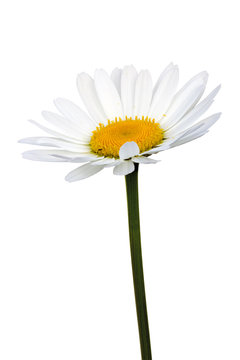 Złocień (Leucanthemum vulgare)