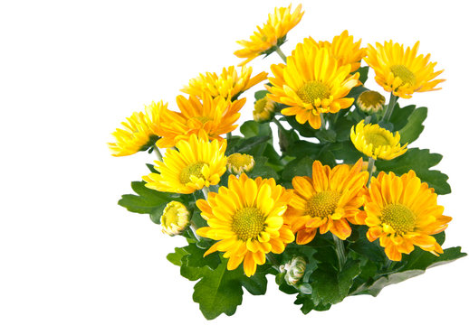 Fototapeta yellow chrysanthemum flowers
