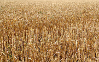Wheat field