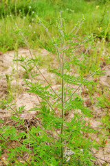 Ambrosia - Common Ragweed 09