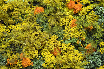 Naklejka na ściany i meble Texture of beautiful yellow and orange flowers