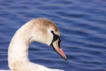 a young mute swan make her toilet. his attitude is soft