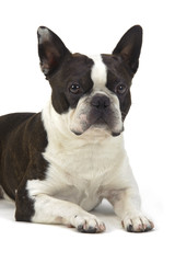 Boston Terrier Hund Haustier
