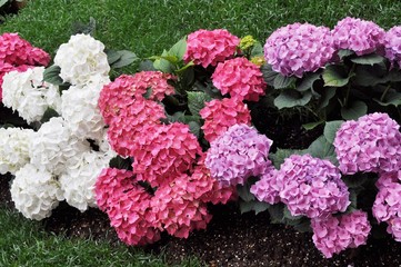 Hortensia flower