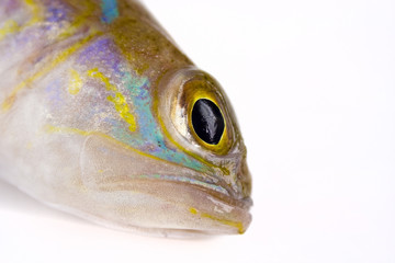 pesce