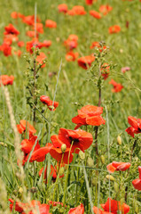 Mohnfeld/poppy field