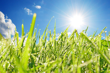 Grass with dewdrops