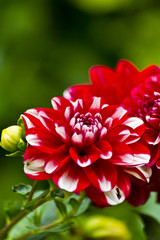 Blühende Dahlie