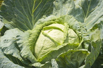 Obraz premium cabbage