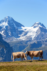 Fototapeta na wymiar Dwie krowy w Alpach szwajcarskich
