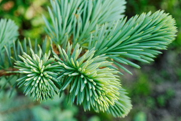 Blue spruce