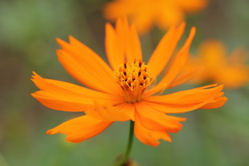 きばなコスモス