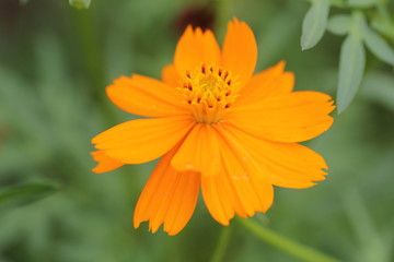 黄ばなコスモス