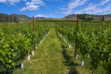 Fototapeta na wymiar Vineyards and orchards. Osoyoos, B.C.