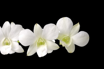 Close up three white orchid