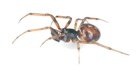 tangle-web spider isolated on white background